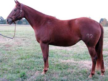 Dat Four Forty Bunny